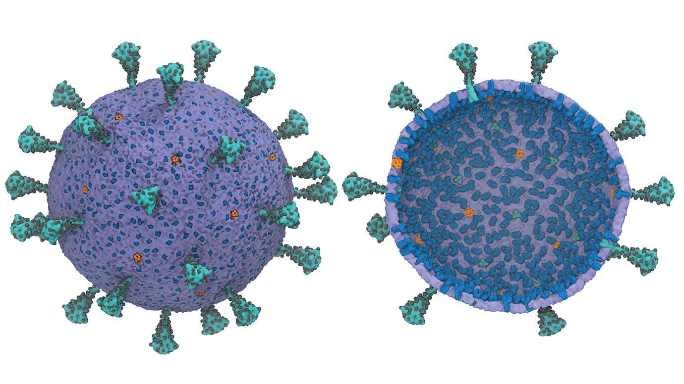 UChicago scientists create first computational model of entire virus responsible for COVID-19