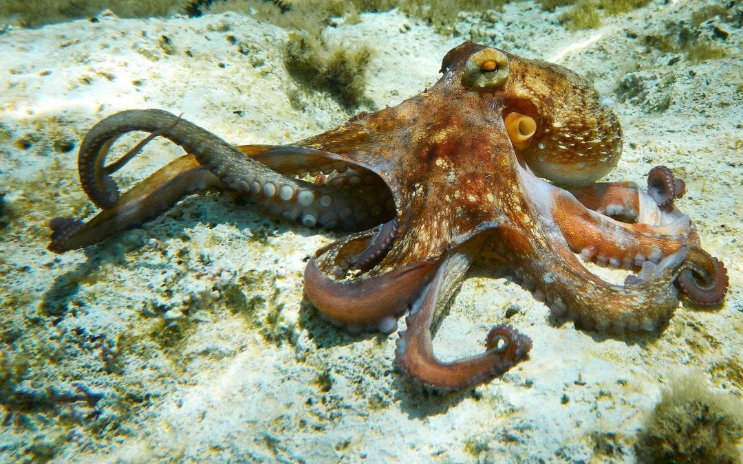 To map the human brain, researchers first look to the octopus